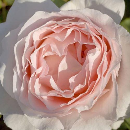 Online rózsa rendelés - Rózsaszín - teahibrid rózsa - intenzív illatú rózsa - Rosa Andre Le Notre ® - Alain Meilland  - Intenzív illatú, pasztell színű, betegségeknek ellenálló fajta.